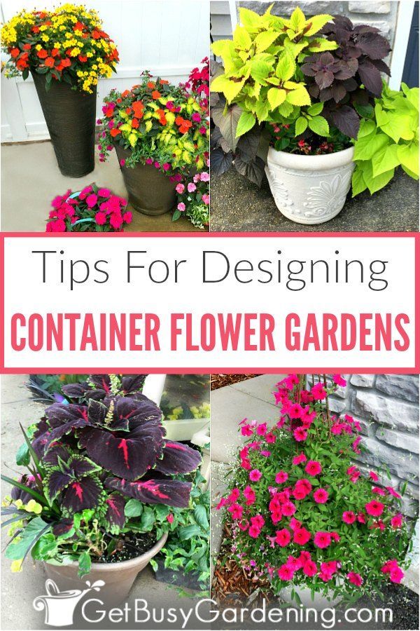 different types of flowers in pots with text overlay that says tips for designing container flower gardens