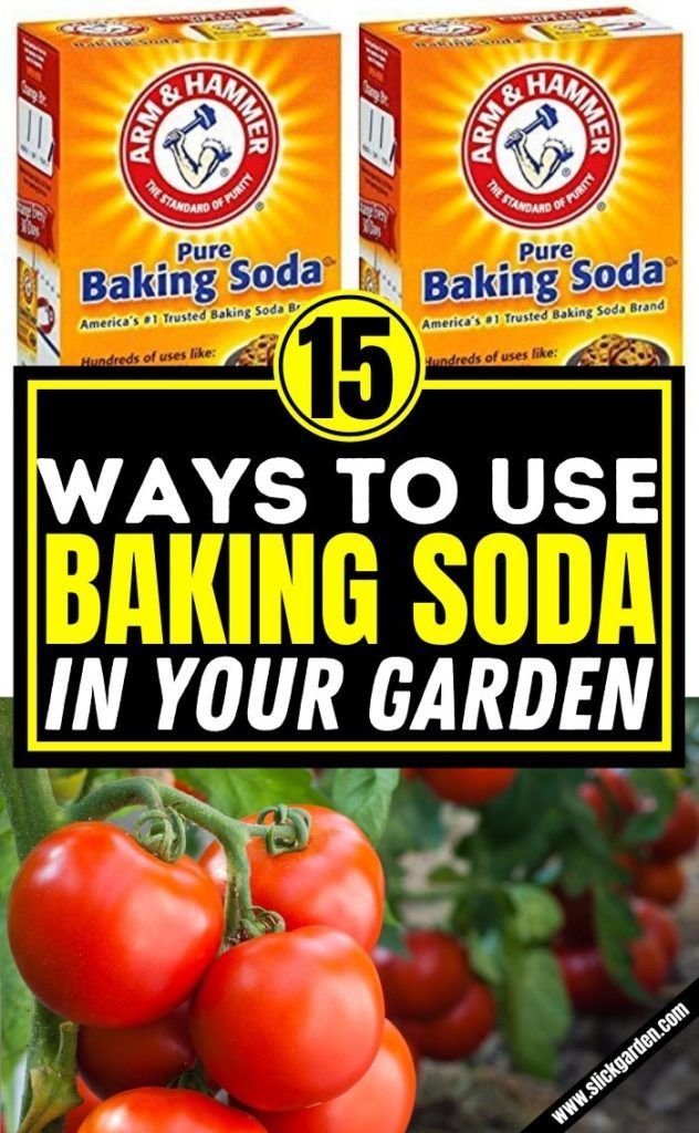 two boxes of baking soda sitting on top of a plant with tomatoes in the background