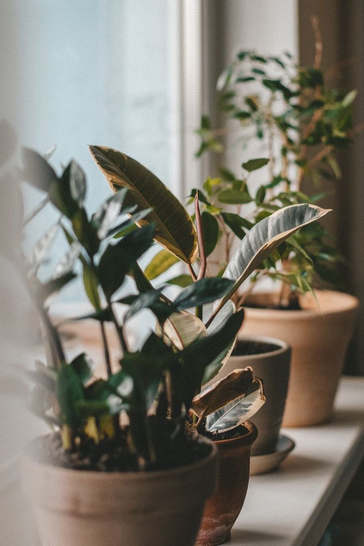 three potted plants sitting on top of a window sill next to each other