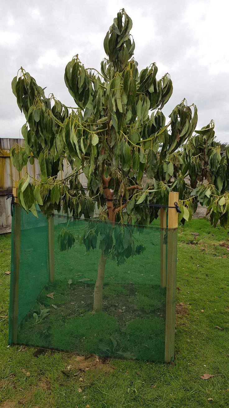 a tree that is growing out of a plastic container in the grass with green netting around it