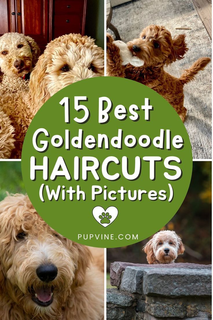 Looking for the best Goldendoodle haircuts for your beloved pooch? Here are 15 ideas you might find fun to try! Different Dog Haircuts, Groom A Goldendoodle, Golden Doodle Mullet Haircut, Dog Haircuts Goldendoodle, Doodle Cuts For Summer, Goldendoodle Long Haircut, Best Goldendoodle Haircuts, Micro Goldendoodle Haircuts, Micro Mini Goldendoodle Haircut