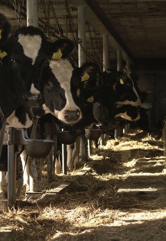 cows are lined up in the barn to eat some hay and drink from their buckets