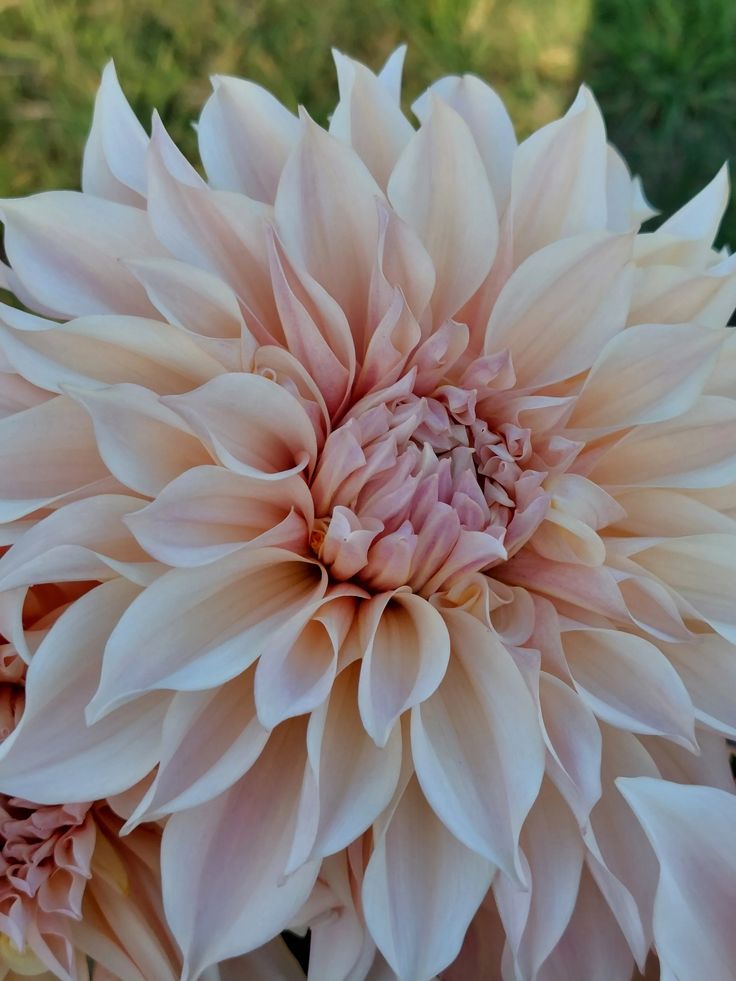 a large pink flower sitting on top of a lush green field