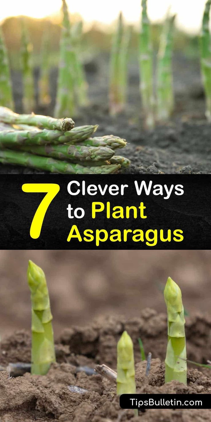 seven clever ways to plant asparagus