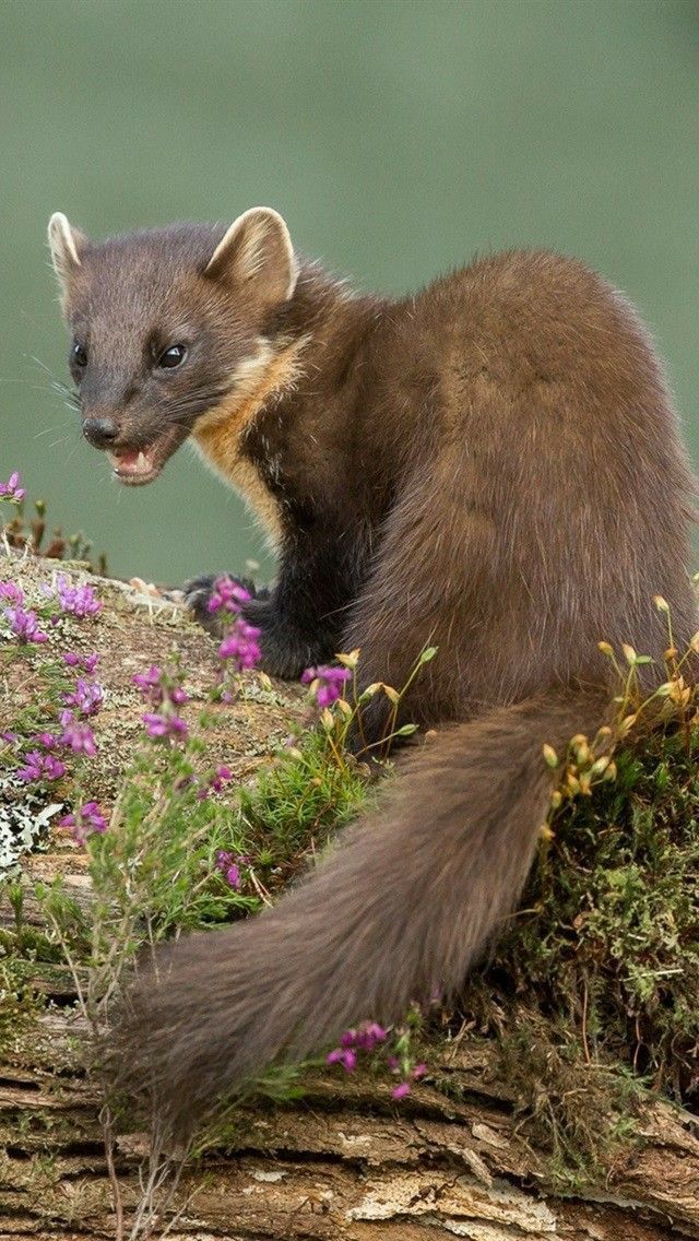 a small animal sitting on top of a tree branch next to purple wildflowers