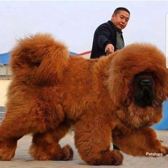 a large brown dog standing on top of a cement floor next to a man in black jacket