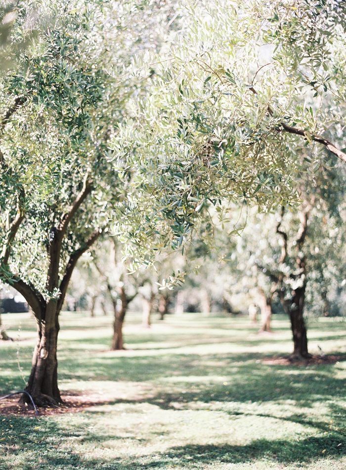 an olive grove with lots of trees in the foreground and grass on the ground