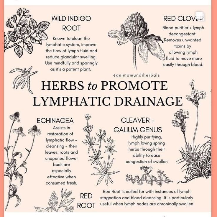 Herbs For Enlightenment, The Circulatory System, Herbal Education, Medical Herbs, Magic Herbs, Magical Herbs, Herbal Apothecary, Natural Healing Remedies, Healing Plants