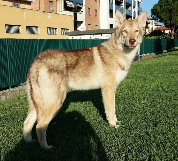 a brown and white dog standing on top of a green grass covered field next to tall buildings