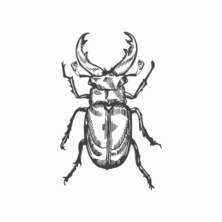 the beetle is drawn in black and white