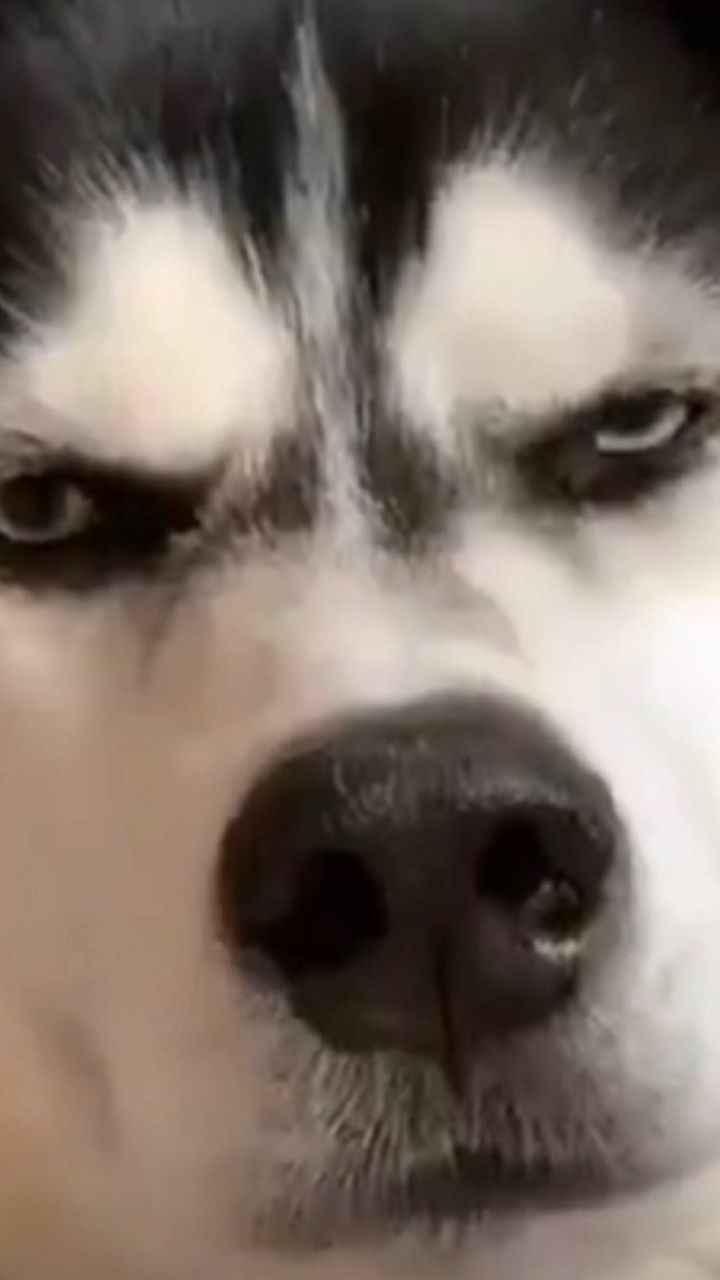 a close up of a husky dog's face