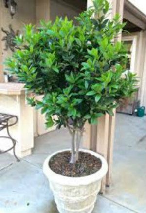 a small potted tree sitting on top of a cement planter