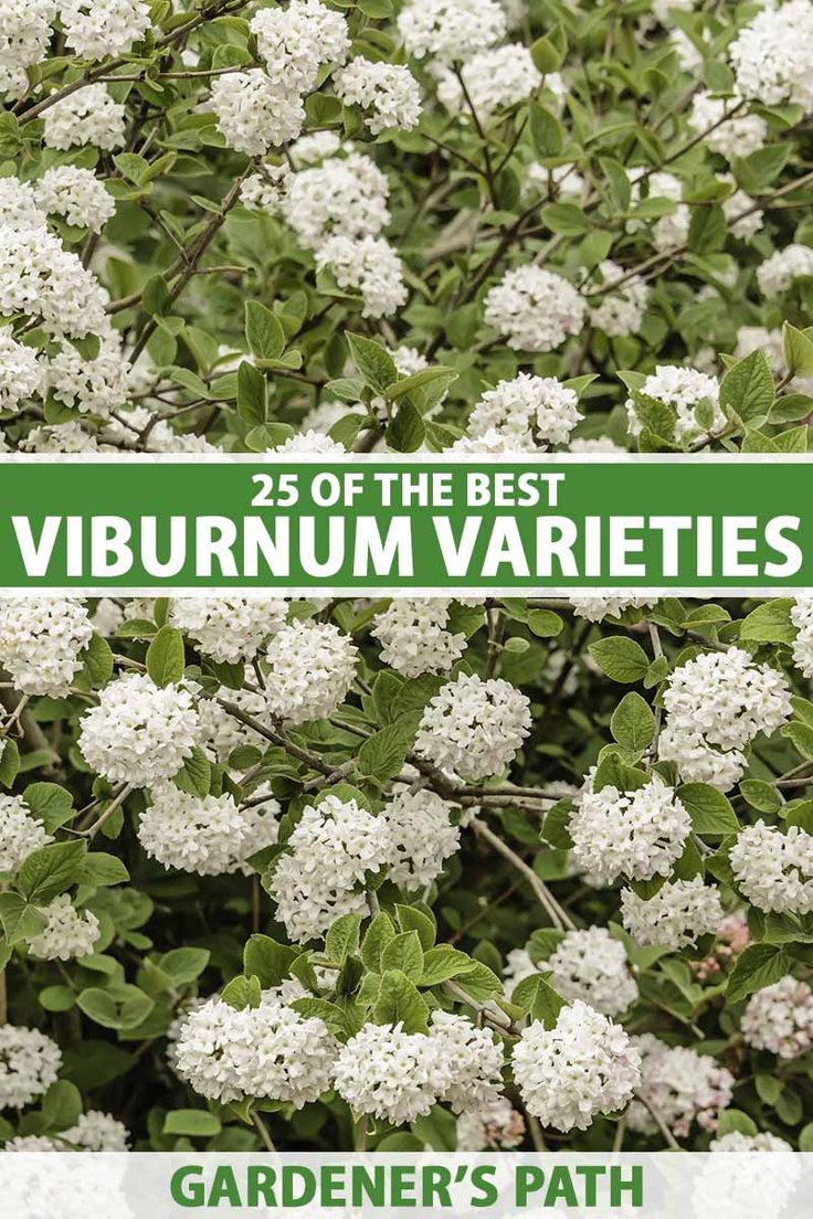 white flowers with green leaves and the words, 25 of the best viburnum varieties