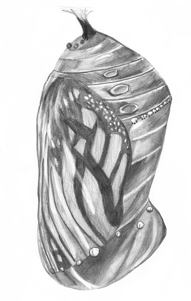 a black and white drawing of a vase