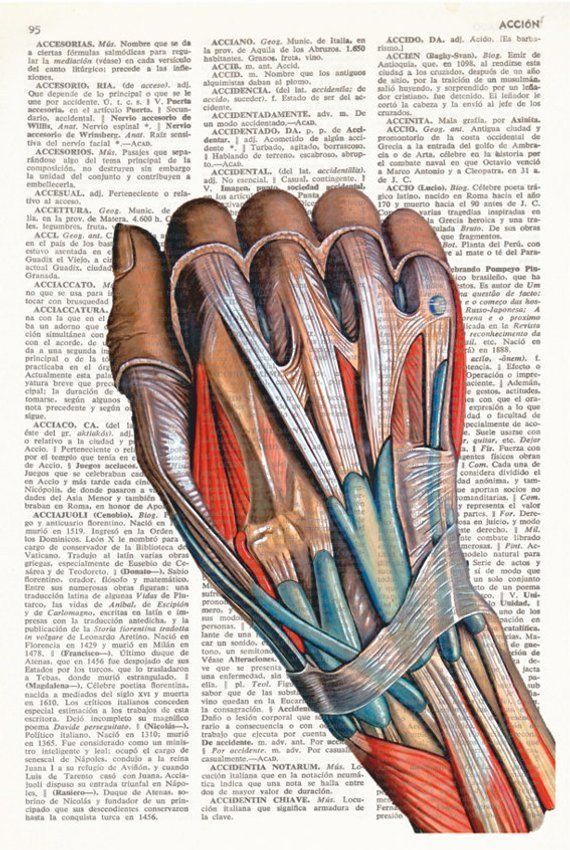 an image of the muscles on top of a book page, with text underneath it