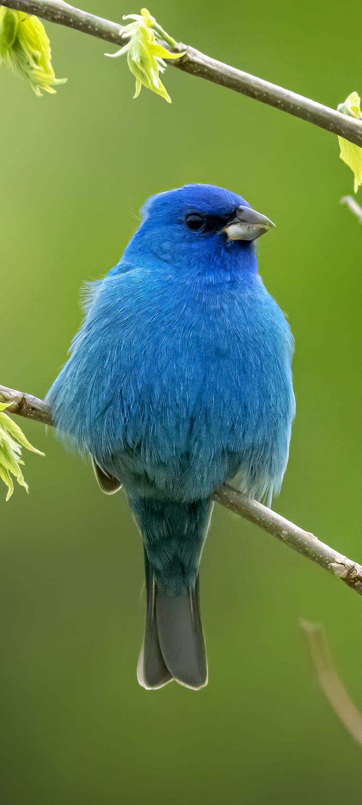 a blue bird sitting on top of a tree branch