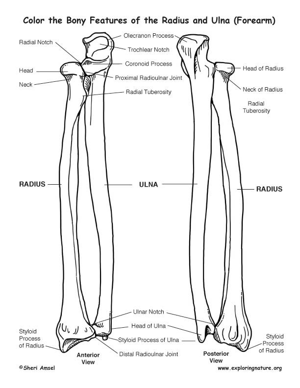 two long bone bones labeled in black and white, with the names of each bones