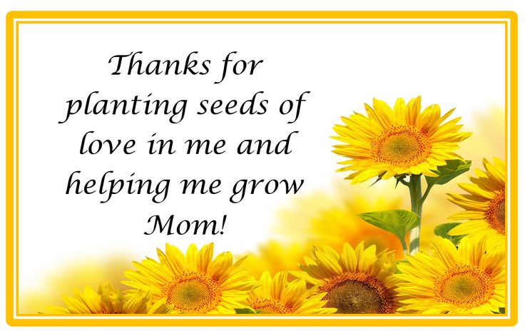 sunflowers with the words thanks for planting seeds of love in me and helping me grow mom