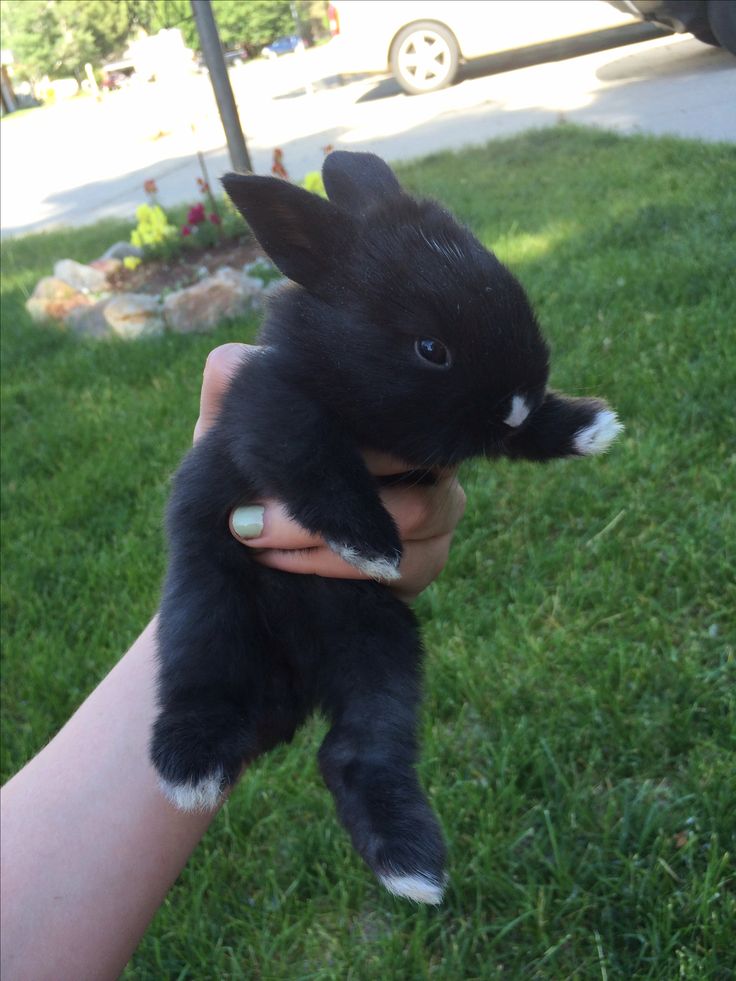 a small black and white baby animal being held by someone's hand in the grass