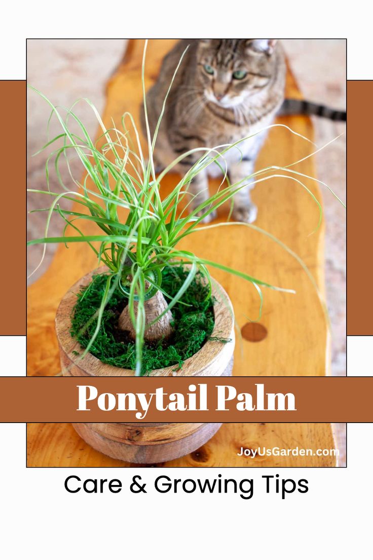 a cat sitting next to a potted plant on top of a wooden table with text overlay that reads, ponytail palm care and growing tips