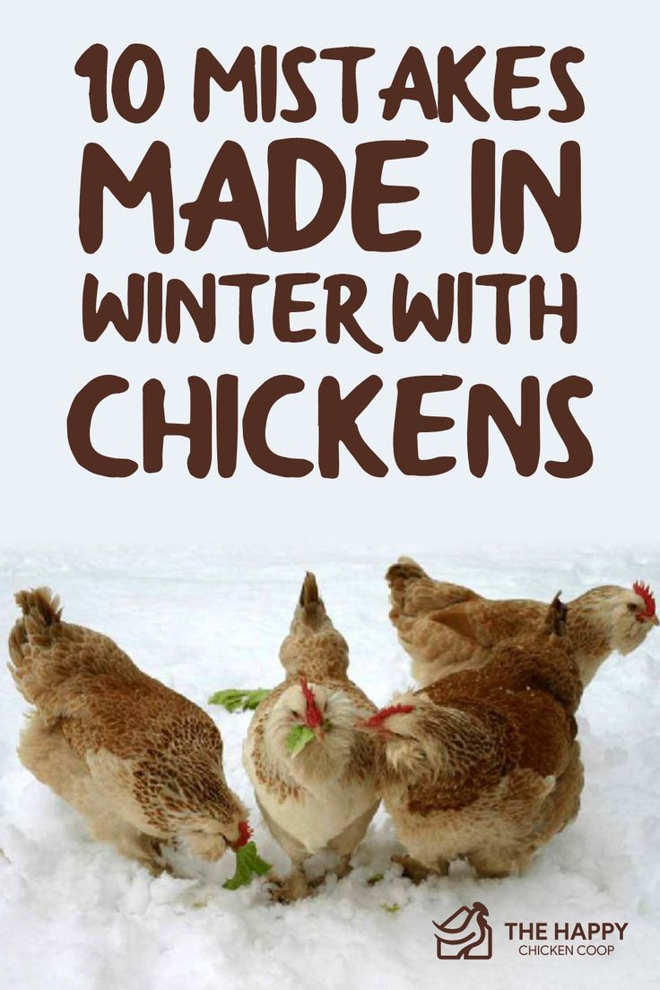 three chickens standing in the snow with text overlay that reads 10 must make in winter with chickens