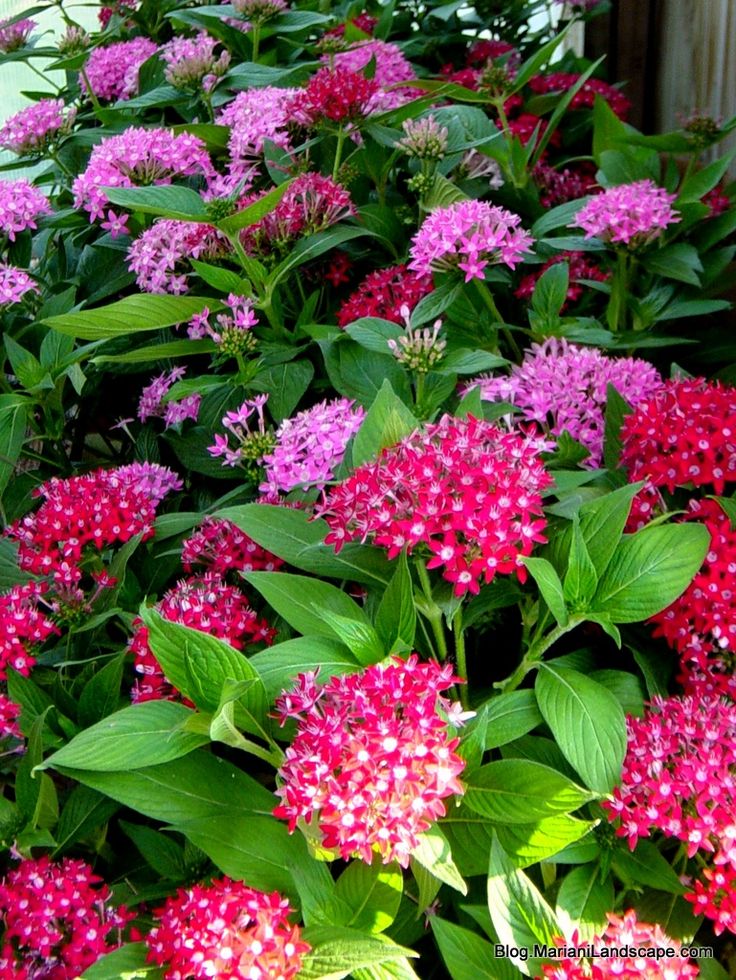 pink and purple flowers line the side of a building with green leaves on it's sides