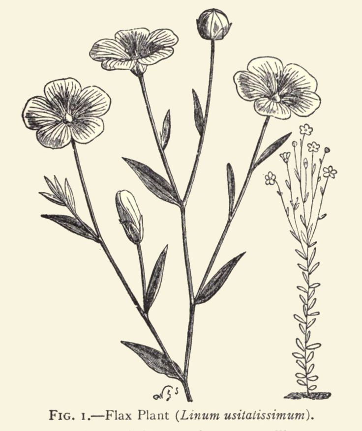 an illustration of flowers with leaves and stems