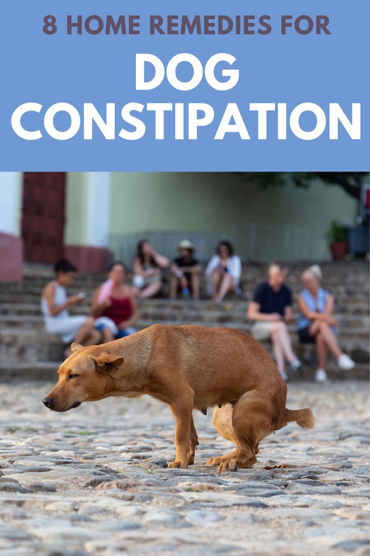 a brown dog standing on top of a stone floor next to steps with people sitting in the background