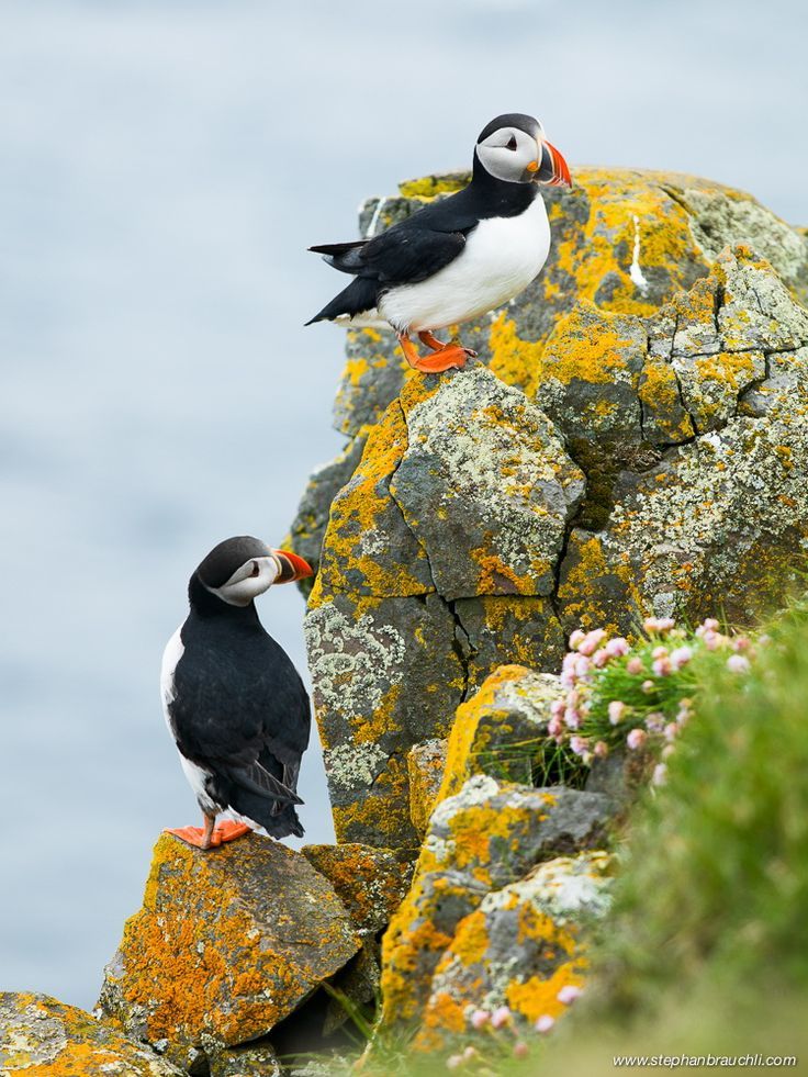 two black and white birds sitting on top of some mossy rocks next to the ocean