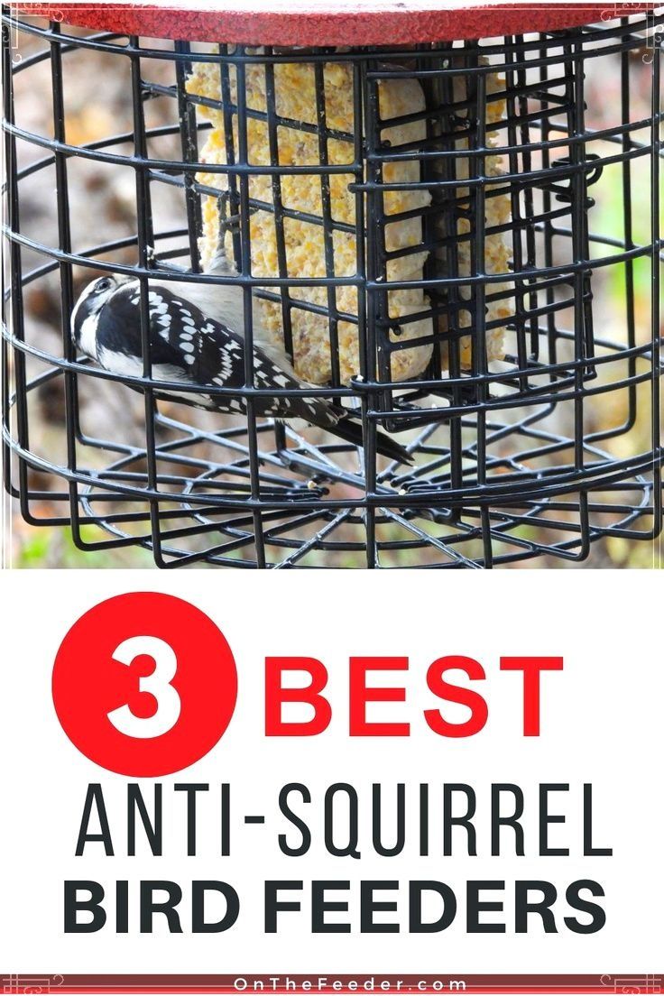 the bird feeder has three different types of birds in it, and there is text overlay that reads 3 best anti - squirrel bird feeders