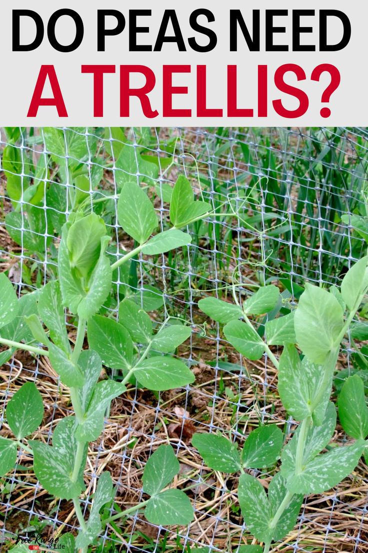 some green plants growing out of the ground with text overlay that says do peas need a trellis?