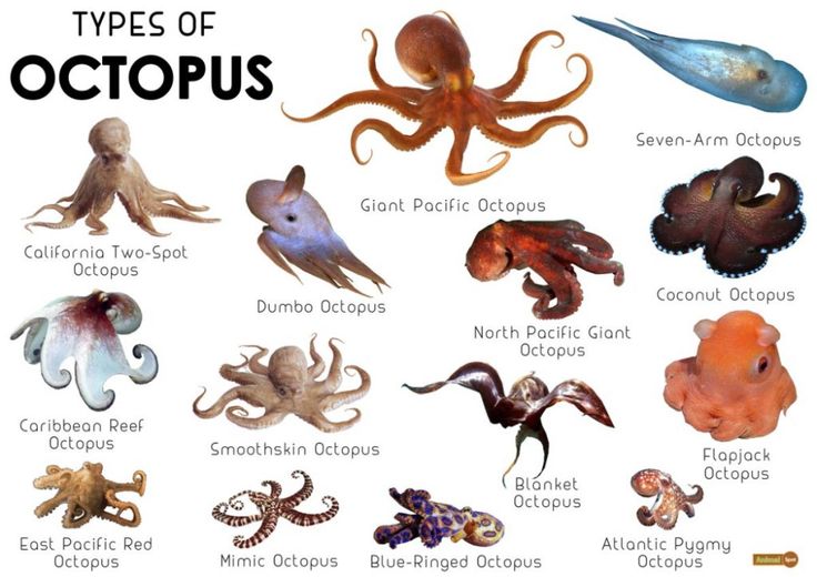 the types of octopuses are shown in this image, with their names and description