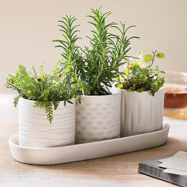 three white vases with plants in them on a tray