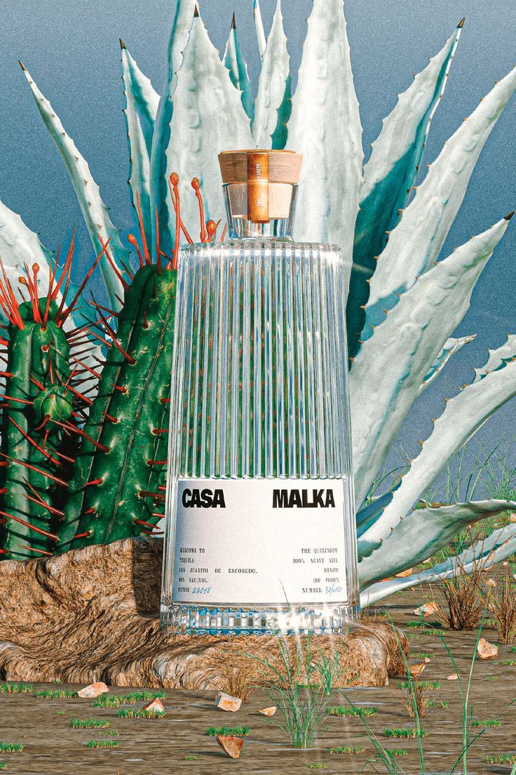 an artistic rendering of a bottle in front of some cactuses and succulents