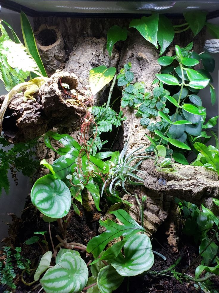 an aquarium filled with lots of plants and rocks