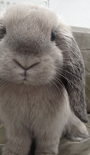 a gray rabbit sitting on top of a couch