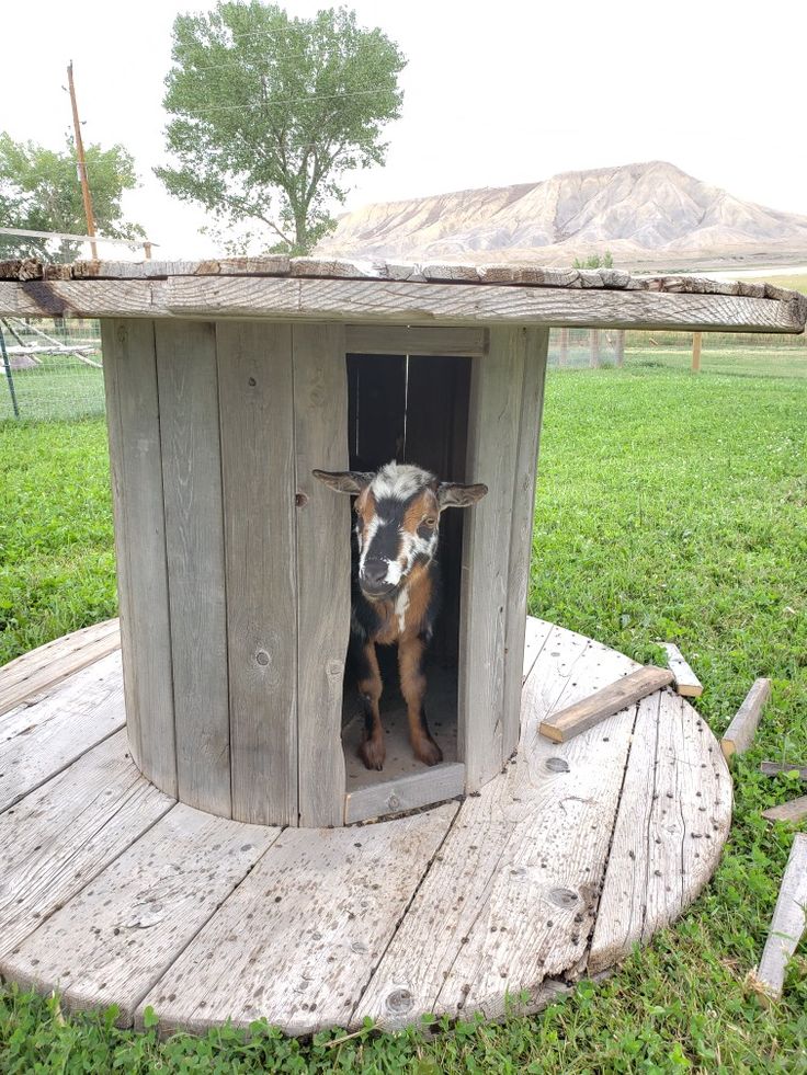 there is a cow sticking its head out of a small wooden structure in the grass