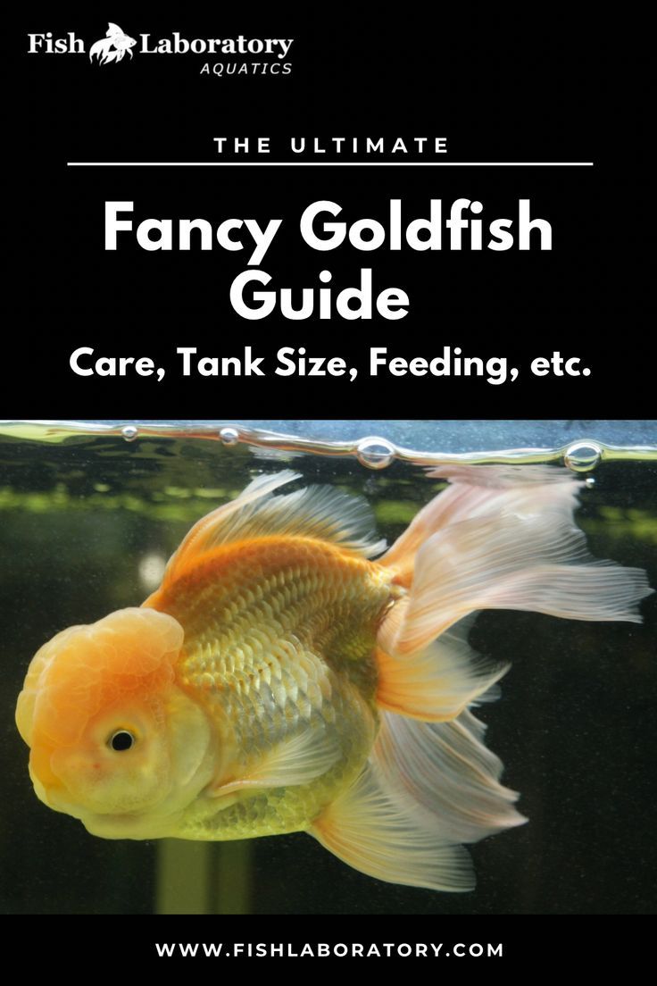 the ultimate fancy goldfish guide for care, tank size, feeding etc by fish laboratory