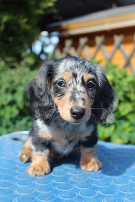 a small black and brown dog sitting on top of a blue table