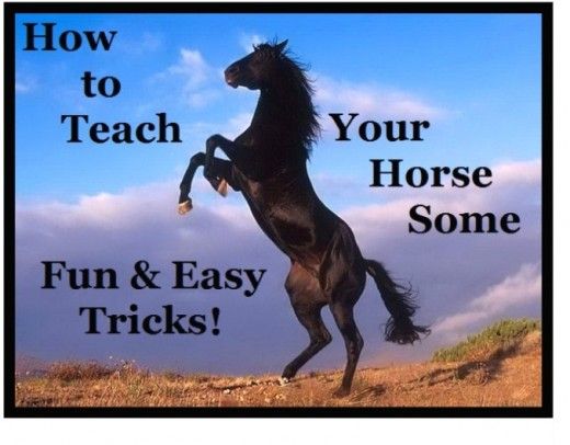 a horse that is standing on its hind legs with the words how to teach your horse some tricks