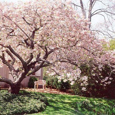 a tree with pink flowers in front of a house