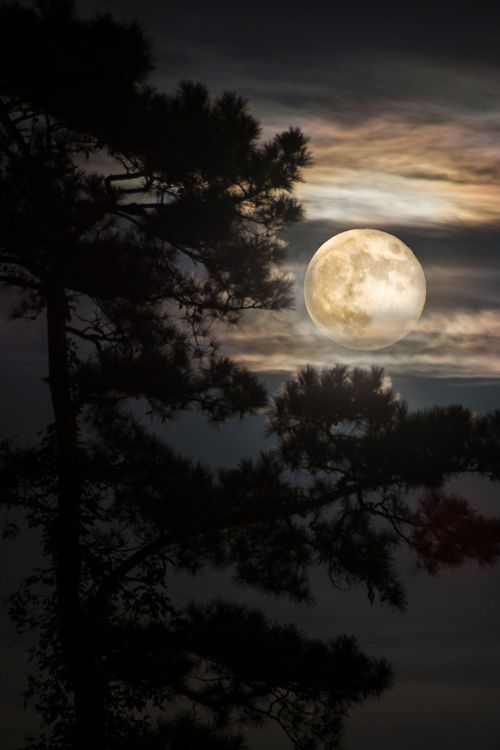 the full moon shines brightly in the night sky behind some pine trees and clouds