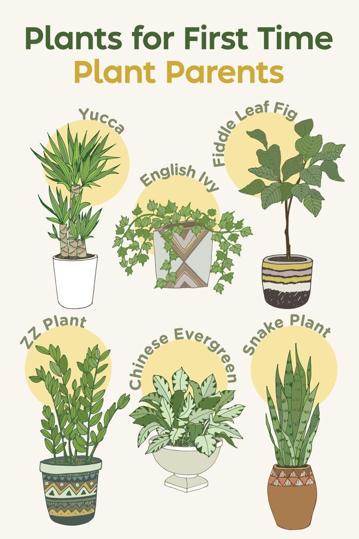 plants for first time plant parents