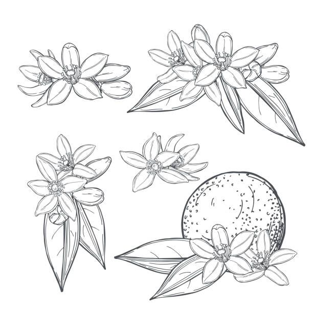 some flowers and leaves on a white background