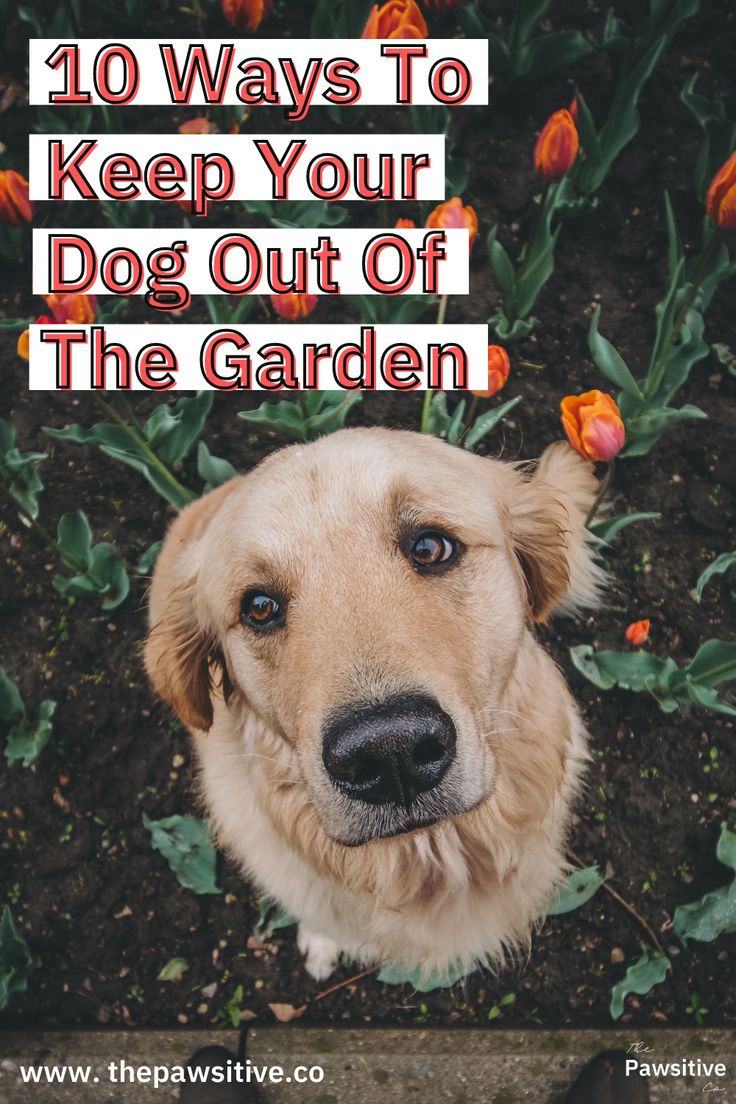 a dog with the words 10 ways to keep your dog out of the garden on it