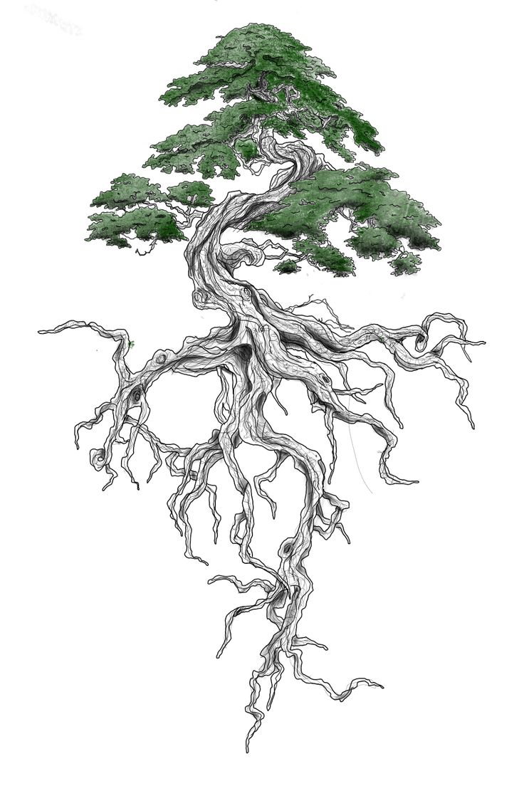 a drawing of a bonsai tree with roots