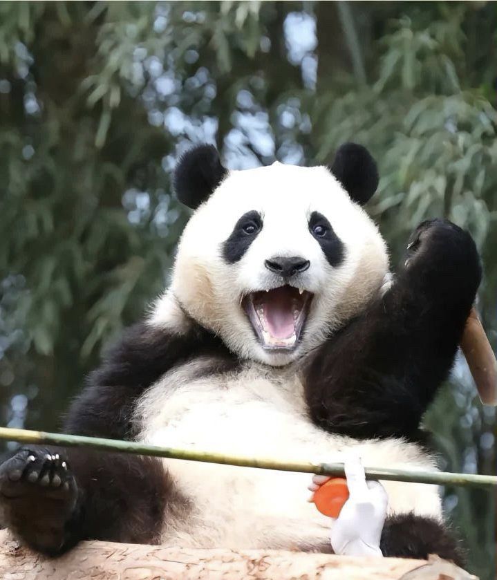 a large panda bear sitting on top of a tree branch with its paws in the air