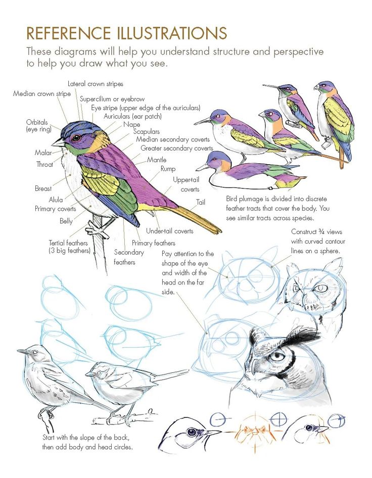 an illustrated book with different kinds of birds and their names on the pages, including words that read reference illustrations