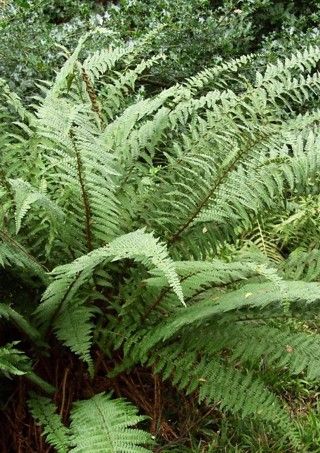 a large green plant in the middle of a forest