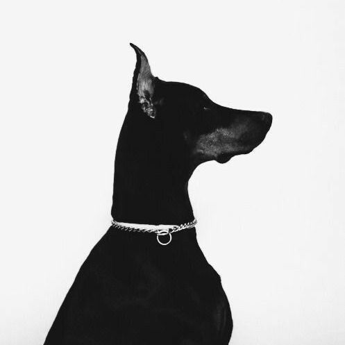 a black and white photo of a dog wearing a chain around it's neck